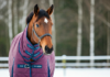 Mastering Horse Rugs: Keep Your Horse Warm in Winter
